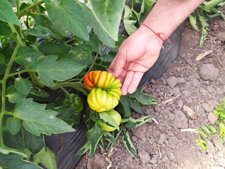 Dos amigos “del tomate”: Pensando en recuperar el sabor, Luciano y Alexis se pusieron a producir las variedades más extrañas