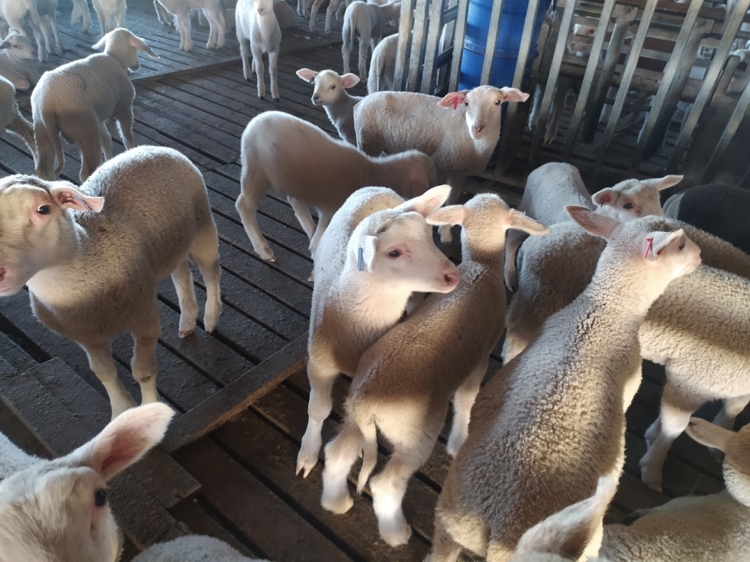 Inspirado en una vieja Infortambo, el agrónomo Germán Garganta decidió elaborar exquisitos quesos de oveja cerca de La Plata: Hasta les hizo una soja para pastoreo