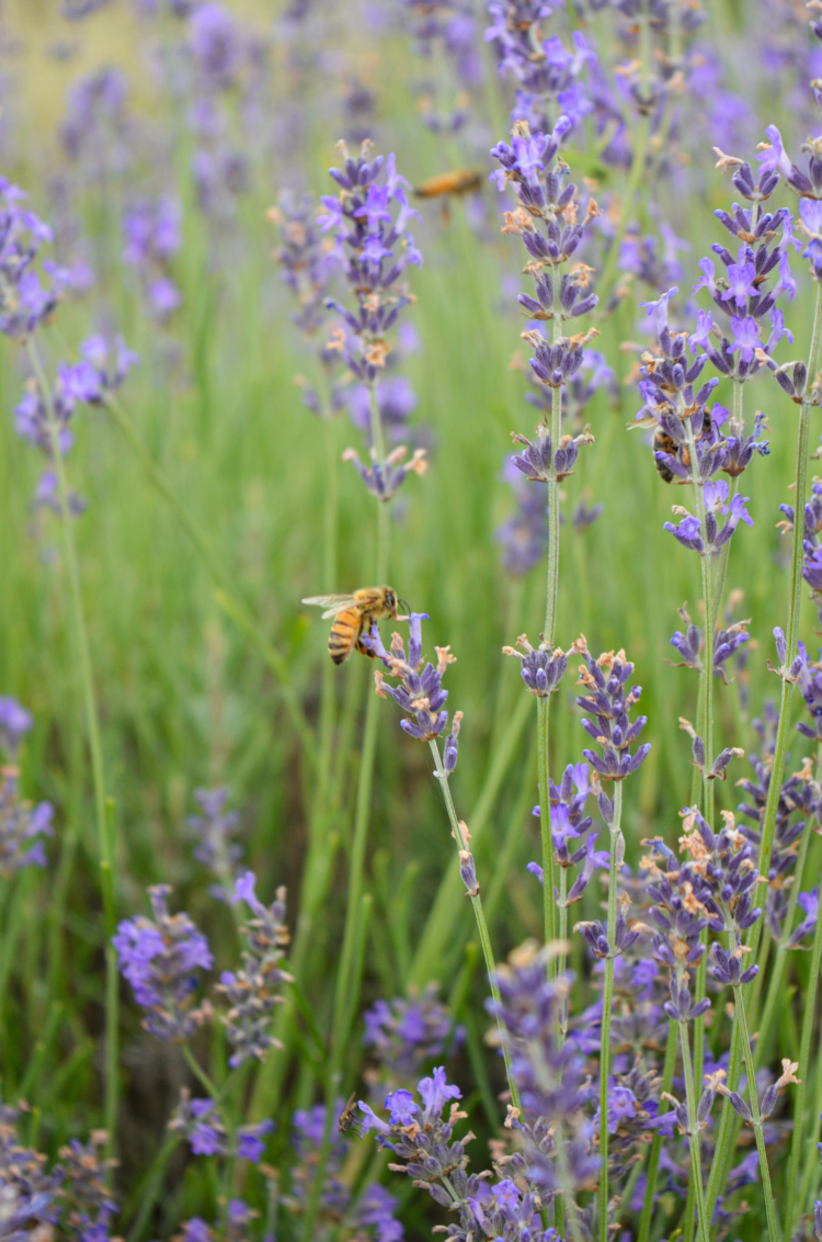 La reina de la lavanda: En Sierra de la Ventana, Léony Staudt la produce de modo orgánico, llegó a exportarla y hoy comparte las más bellas postales con los visitantes