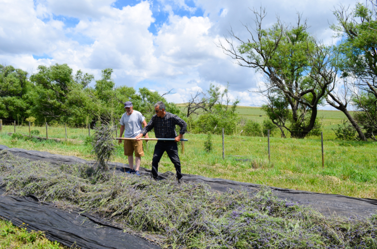 La reina de la lavanda: En Sierra de la Ventana, Léony Staudt la produce de modo orgánico, llegó a exportarla y hoy comparte las más bellas postales con los visitantes