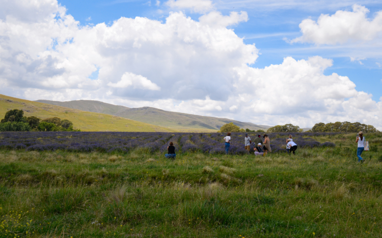 La reina de la lavanda: En Sierra de la Ventana, Léony Staudt la produce de modo orgánico, llegó a exportarla y hoy comparte las más bellas postales con los visitantes