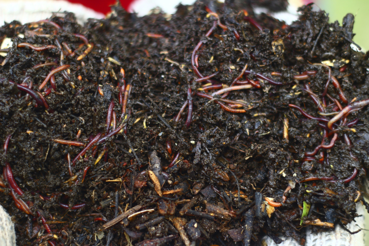 En el patio de su casa, la agrónoma santiagueña Celia González y su familia comenzaron a elaborar un biofertilizante a partir de la lombriz californiana