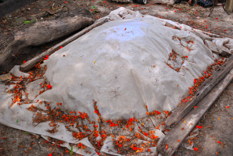 En el patio de su casa, la agrónoma santiagueña Celia González y su familia comenzaron a elaborar un biofertilizante a partir de la lombriz californiana