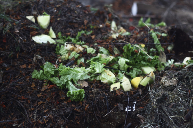 En el patio de su casa, la agrónoma santiagueña Celia González y su familia comenzaron a elaborar un biofertilizante a partir de la lombriz californiana