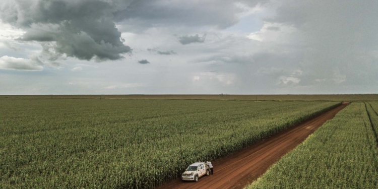 Brasil ajusta al alza la estimación de importación de maíz para ubicarla en 2,70 millones de toneladas