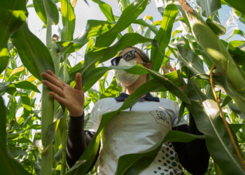 Los productores brasileños de maíz siguen de fiesta con precios que superan los 250 u$s/tonelada