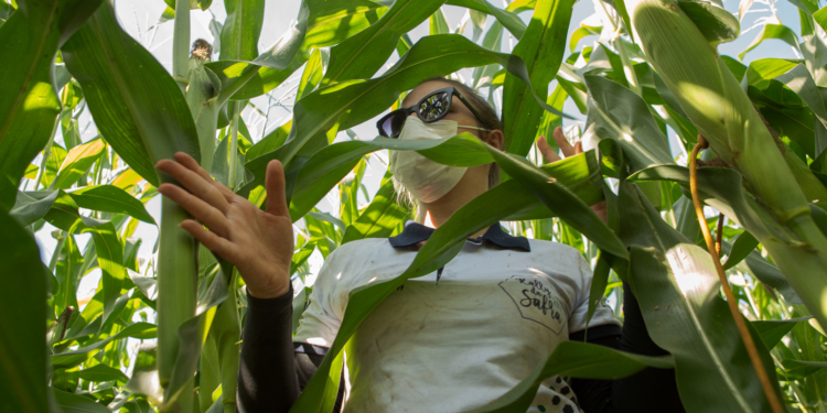 Los productores brasileños de maíz siguen de fiesta con precios que superan los 250 u$s/tonelada