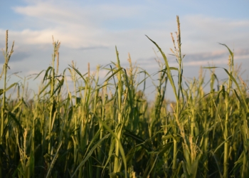 La “grieta climática” llegó a la región núcleo pampeana y empieza la cuenta regresiva para el maíz temprano
