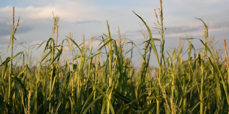 La “grieta climática” llegó a la región núcleo pampeana y empieza la cuenta regresiva para el maíz temprano
