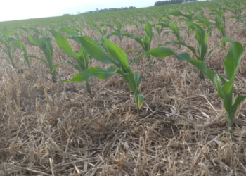 El maíz tardío argentino se posiciona como un “producto diferente” al temprano en términos comerciales