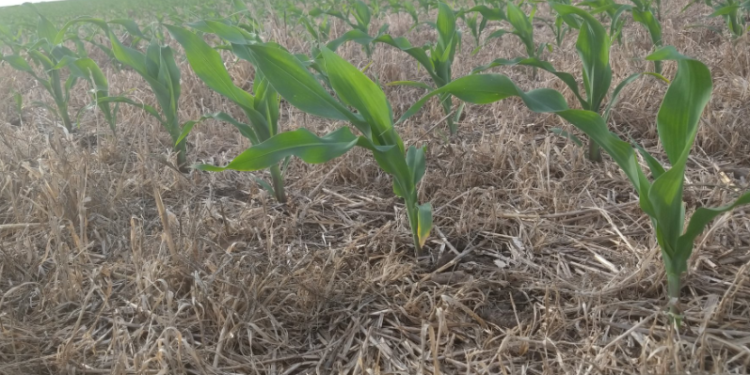 El maíz tardío argentino se posiciona como un “producto diferente” al temprano en términos comerciales