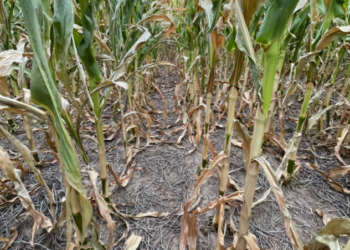 Se necesitan lluvias urgentes: Comienzan a deteriorarse los cultivos de maíz y soja en la Argentina