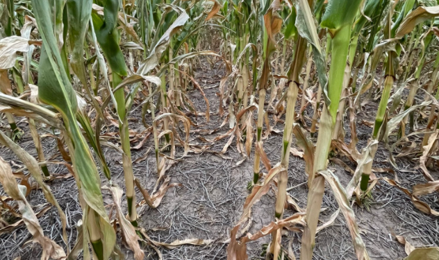 Se necesitan lluvias urgentes: Comienzan a deteriorarse los cultivos de maíz y soja en la Argentina