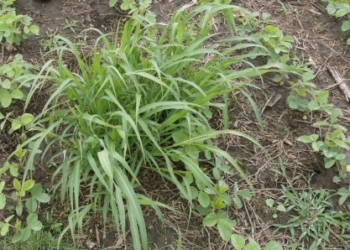 Hay una situación que afecta a los productores tanto o más que Cristina y las retenciones: Son 27 malezas resistentes dispersas por toda la Argentina