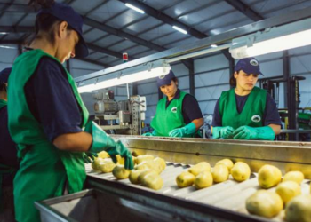 Nueva tanda de créditos fiscales para capacitación de personal: Cuáles son las empresas agroindustriales beneficiadas