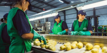 Nueva tanda de créditos fiscales para capacitación de personal: Cuáles son las empresas agroindustriales beneficiadas