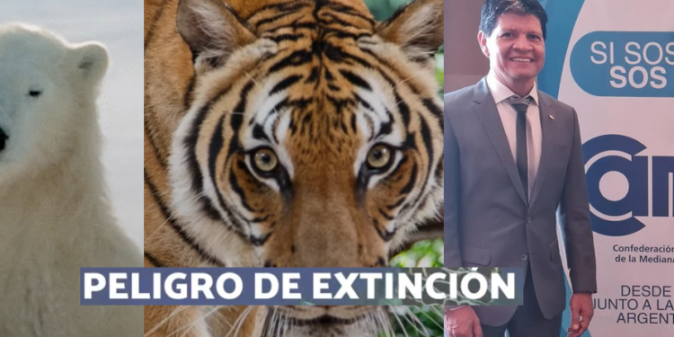 CAME advierte que ya no hay más margen para seguir aumentando impuestos provinciales