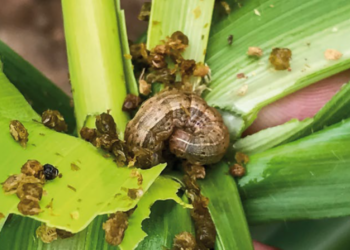 Hacer “refugios” adecuados para cuidar la tecnología Bt es un aspecto central de las buenas prácticas agrícolas