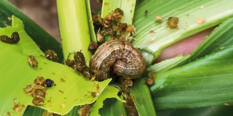 Hacer “refugios” adecuados para cuidar la tecnología Bt es un aspecto central de las buenas prácticas agrícolas