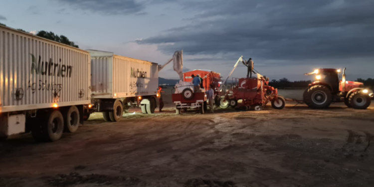 Entusiasmo amarillo: Elevan en 200.000 hectáreas la intención de siembra de maíz