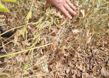 Primer puñetazo de La Niña: se “cocinó” la soja en Paraguay y el sur de Brasil