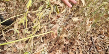 Primer puñetazo de La Niña: se “cocinó” la soja en Paraguay y el sur de Brasil