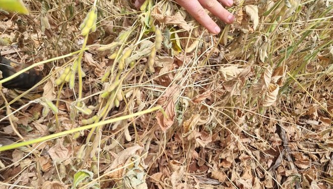 Primer puñetazo de La Niña: se “cocinó” la soja en Paraguay y el sur de Brasil