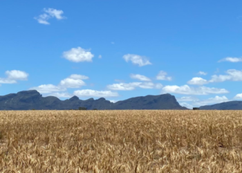 Los valores del trigo en EE.UU. se derrumbaron a causa de la presión de oferta de las naciones del hemisferio sur