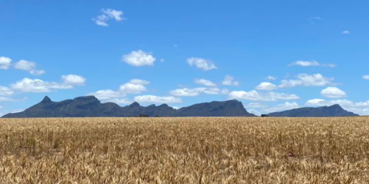 Los valores del trigo en EE.UU. se derrumbaron a causa de la presión de oferta de las naciones del hemisferio sur