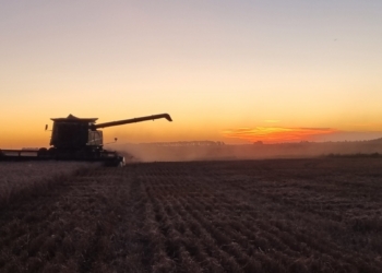 Cuenta regresiva: Los exportadores necesitan comprar poco más de un millón de toneladas de trigo para completar el cupo 2021/22