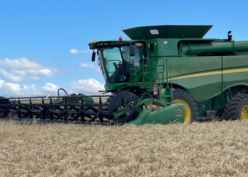 Elevan a 21,5 millones de toneladas la estimación de cosecha argentina de trigo por rindes “sorpresa” en la región pampeana