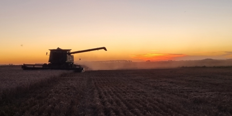 Cuenta regresiva: Los exportadores necesitan comprar poco más de un millón de toneladas de trigo para completar el cupo 2021/22