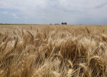 Locura: Argentina va camino a lograr una cosecha récord histórica de trigo con el registro de exportación cerrado hace casi dos meses