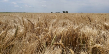 Locura: Argentina va camino a lograr una cosecha récord histórica de trigo con el registro de exportación cerrado hace casi dos meses