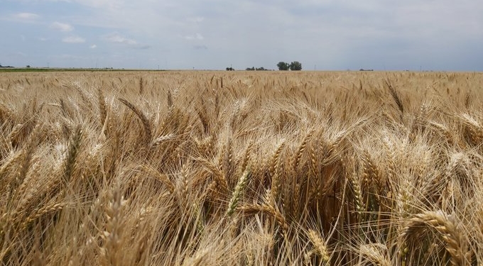 Locura: Argentina va camino a lograr una cosecha récord histórica de trigo con el registro de exportación cerrado hace casi dos meses