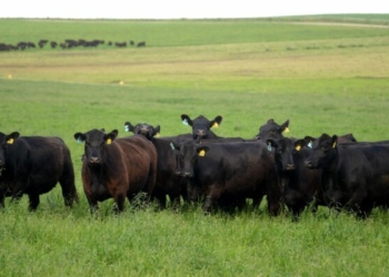 Los ganaderos suelen ser los más “rústicos”: Sergio Amuchástegui los reunió para aguantar el embate de la agricultura