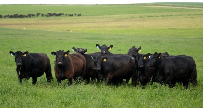 Los ganaderos suelen ser los más “rústicos”: Sergio Amuchástegui los reunió para aguantar el embate de la agricultura