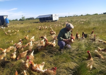 Ramiro Iturriaga cría ovejas, gallinas y cerdos sobre pastizales y con métodos regenerativos: “Quiero dejarle el campo a mis hijos mejor de lo que yo lo encontré”
