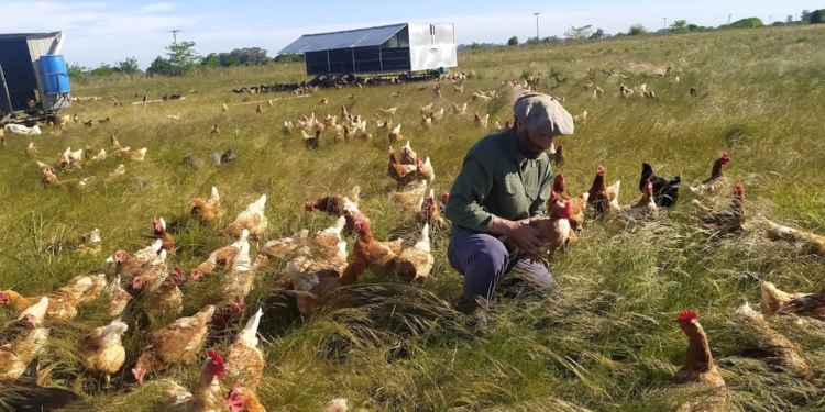 Ramiro Iturriaga cría ovejas, gallinas y cerdos sobre pastizales y con métodos regenerativos: “Quiero dejarle el campo a mis hijos mejor de lo que yo lo encontré”