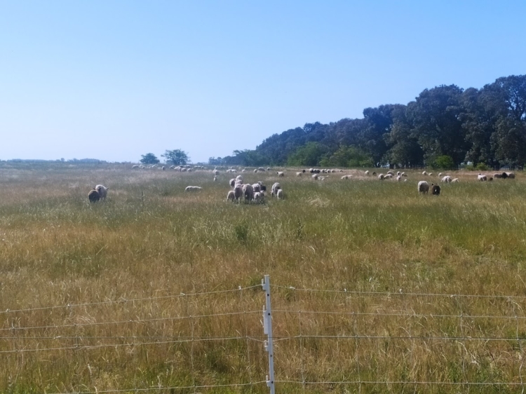 Ramiro Iturriaga cría ovejas, gallinas y cerdos sobre pastizales y con métodos regenerativos: “Quiero dejarle el campo a mis hijos mejor de lo que yo lo encontré”