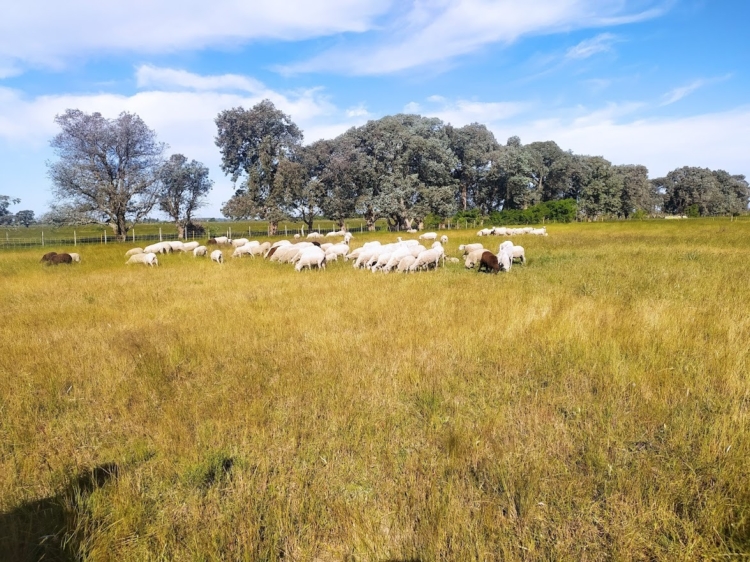 Ramiro Iturriaga cría ovejas, gallinas y cerdos sobre pastizales y con métodos regenerativos: “Quiero dejarle el campo a mis hijos mejor de lo que yo lo encontré”