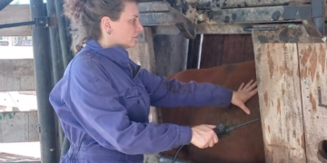 La veterinaria Lorena Caruso hace ecografías de vacunos y ovinos: “Hemos pasado a ser una parte importante en la tarea de mejoramiento animal”, se alegra