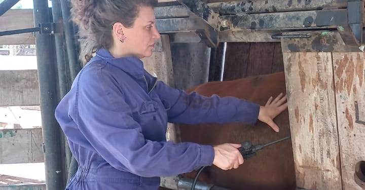 La veterinaria Lorena Caruso hace ecografías de vacunos y ovinos: “Hemos pasado a ser una parte importante en la tarea de mejoramiento animal”, se alegra