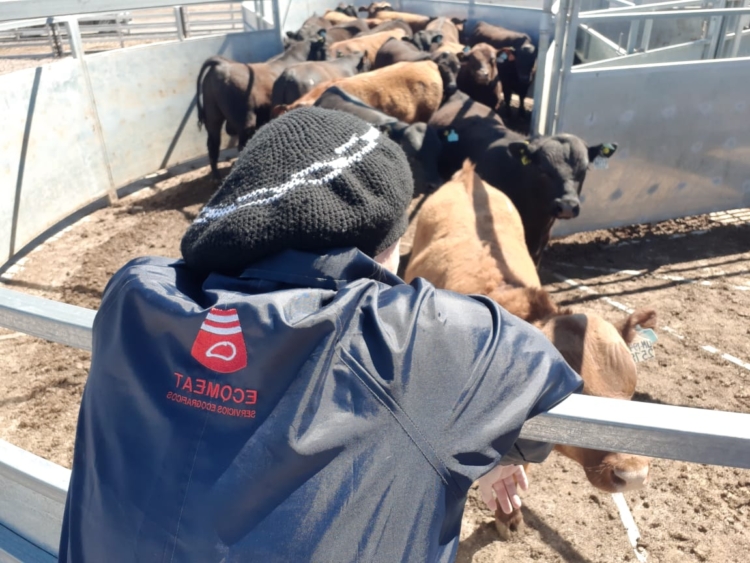 La veterinaria Lorena Caruso hace ecografías de vacunos y ovinos: “Hemos pasado a ser una parte importante en la tarea de mejoramiento animal”, se alegra