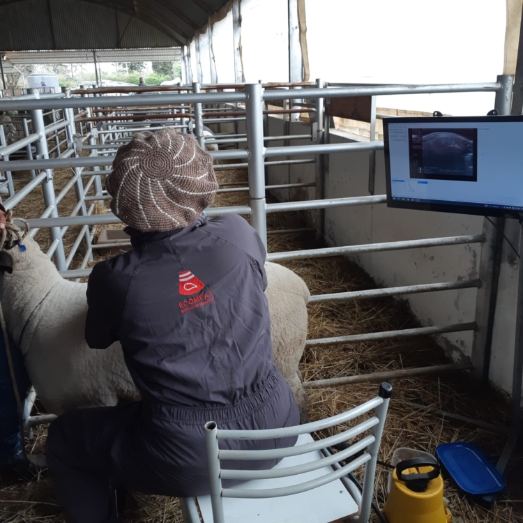 La veterinaria Lorena Caruso hace ecografías de vacunos y ovinos: “Hemos pasado a ser una parte importante en la tarea de mejoramiento animal”, se alegra