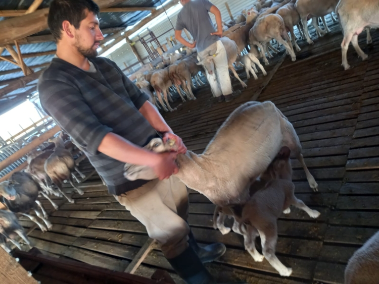 Inspirado en una vieja Infortambo, el agrónomo Germán Garganta decidió elaborar exquisitos quesos de oveja cerca de La Plata: Hasta les hizo una soja para pastoreo