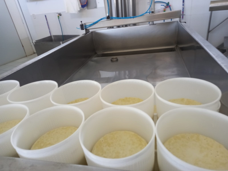 Inspirado en una vieja Infortambo, el agrónomo Germán Garganta decidió elaborar exquisitos quesos de oveja cerca de La Plata: Hasta les hizo una soja para pastoreo