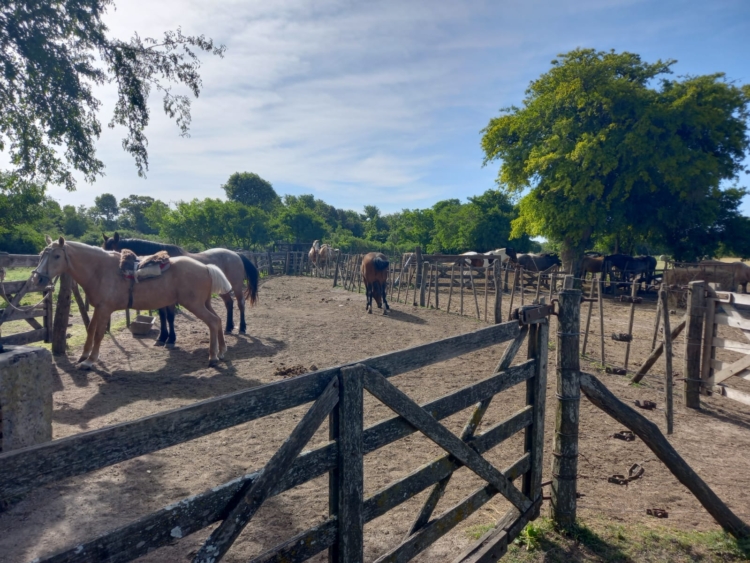 Enamorado de Punta Indio, Pablo Lapasset tuvo que reconvertirse por la presión de sus vecinos: “No me gustan las exageraciones que se traducen en limitaciones”