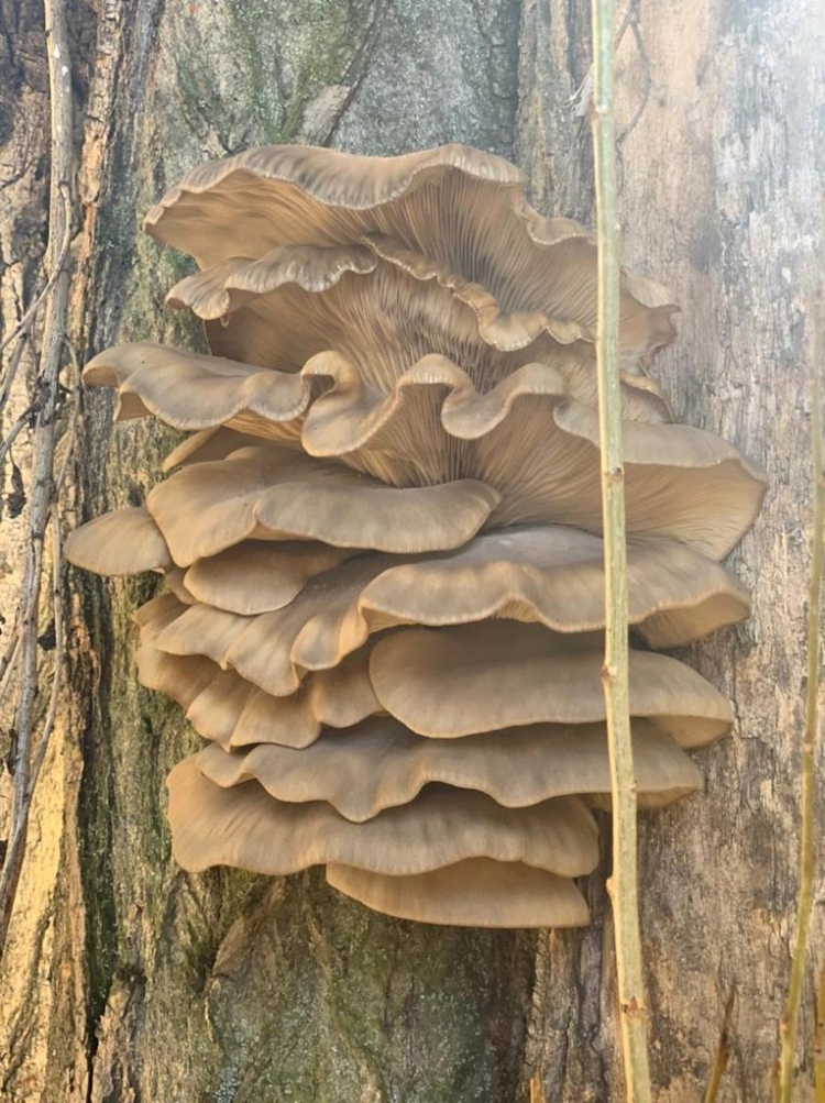 Facundo Gallardo prepara alimentos fermentados y hace años que está detrás del “Santo” Gargal: “Es un hongo nativo muy especial y buscarlo es como un retiro espiritual”