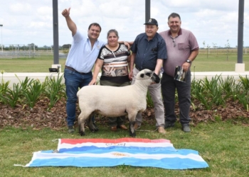 La borrega de los 6 millones: Se lograron precios históricos en un remate de ovinos Hampshire Down con datos genéticos